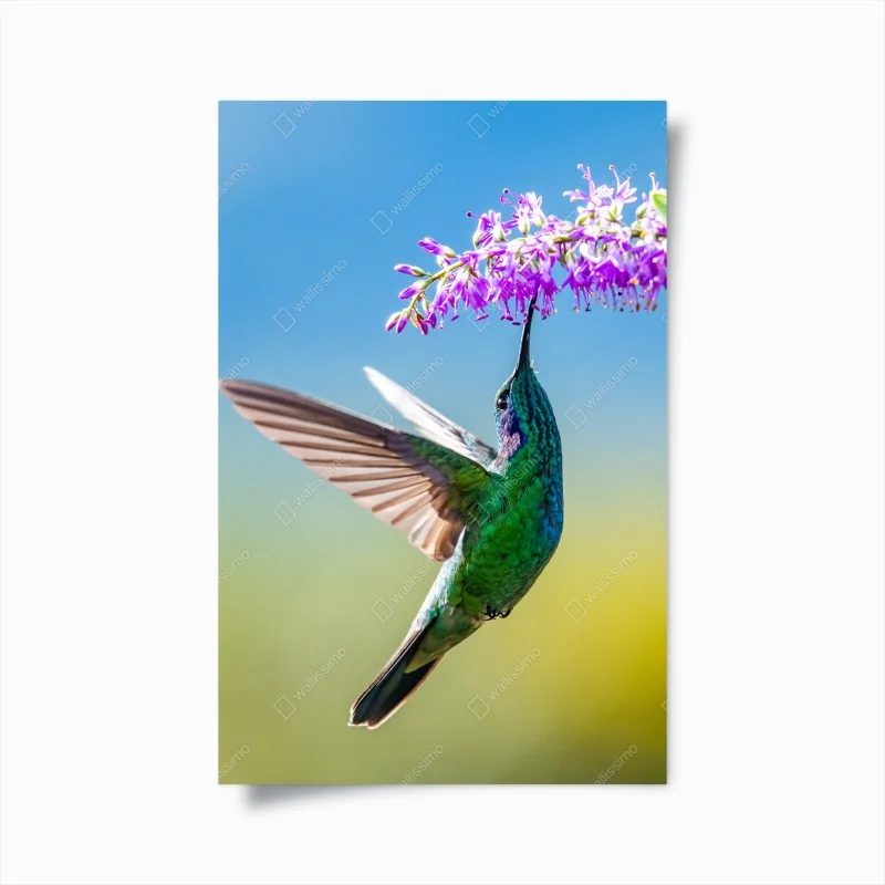 Poster vibrant hummingbird and purple blossom