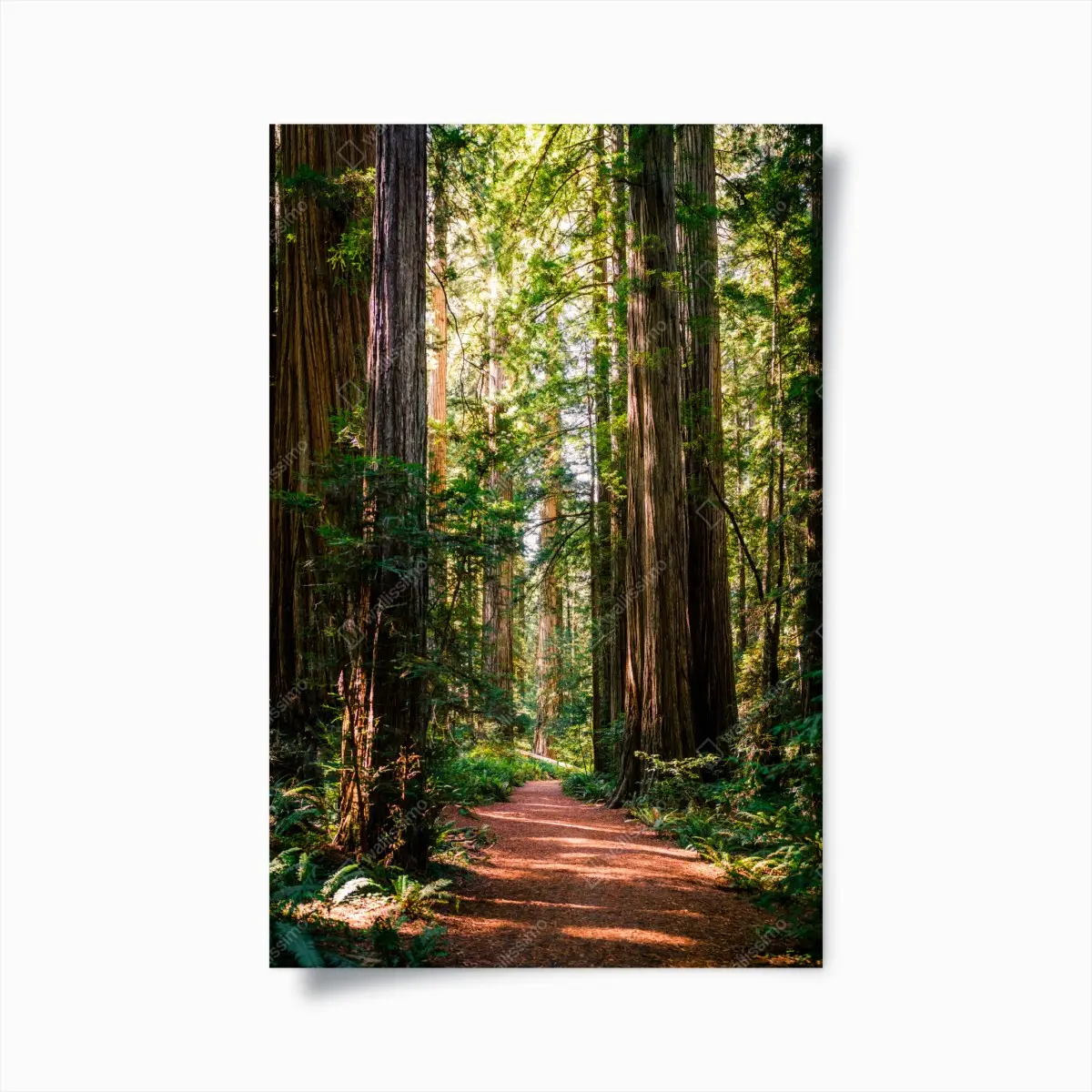 Poster majestic redwood forest trail • Wallissimo® Poster majestic redwood forest trail • Wallissimo®
