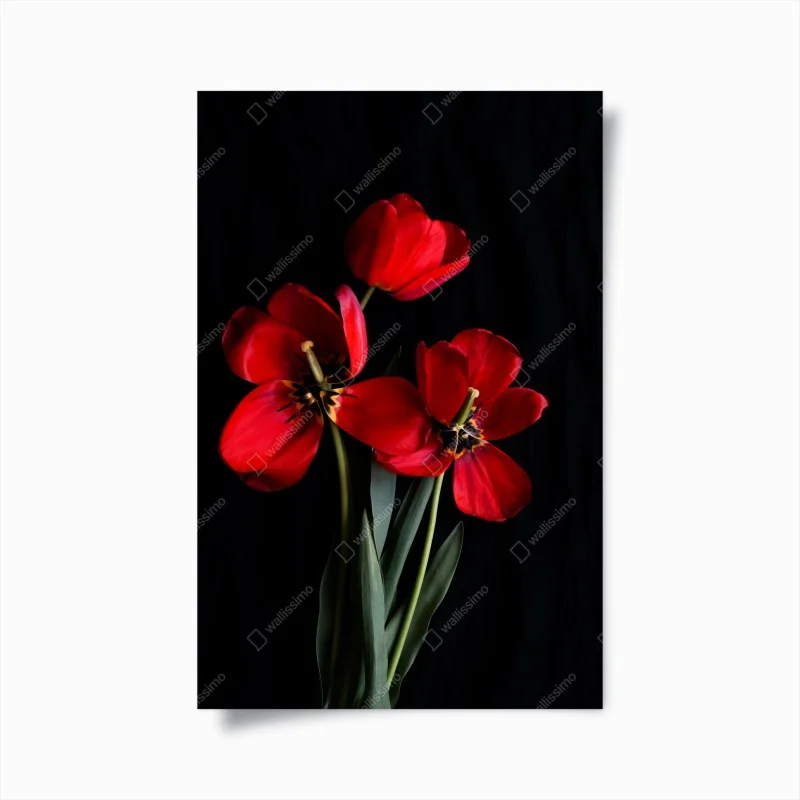Poster three red tulips on black