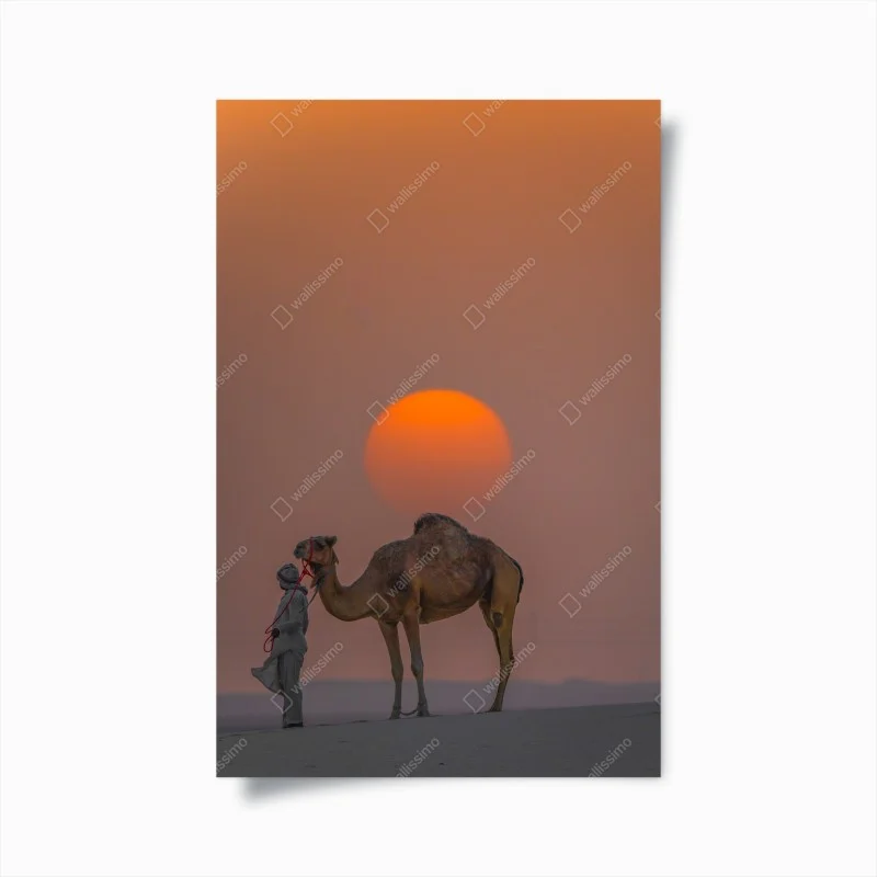 Poster desert sunset with camel silhouette