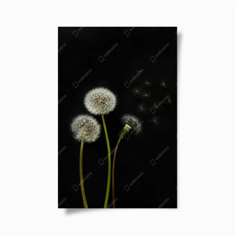 Poster delicate dandelion seed heads on black background