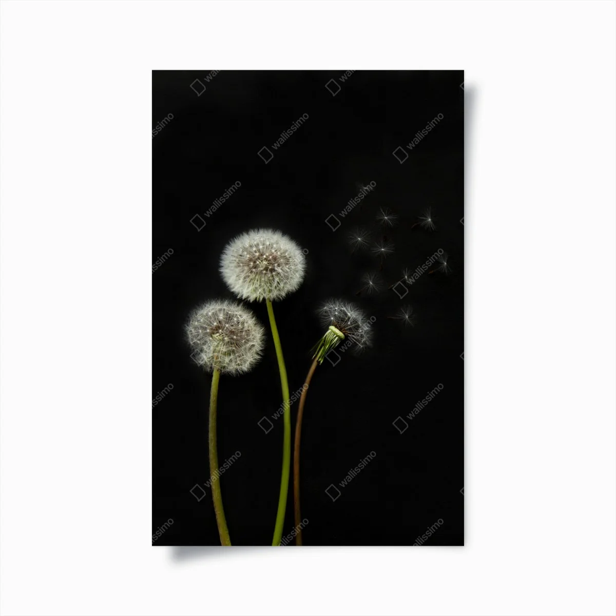 Poster delicate dandelion seed heads on black background • Wallissimo® Poster delicate dandelion seed heads on black background • Wallissimo®