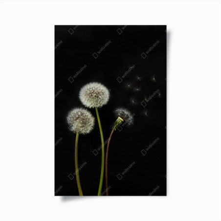 Poster delicate dandelion seed heads on black background • Wallissimo®