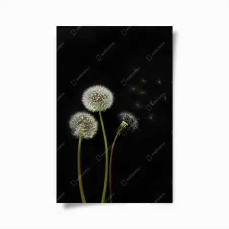 Poster delicate dandelion seed heads on black background • Wallissimo®