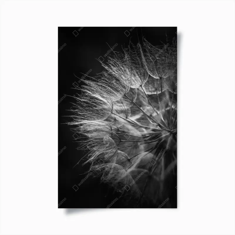 Poster delicate dandelion seed head in monochrome