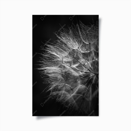 Poster delicate dandelion seed head in monochrome • Wallissimo®