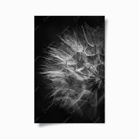 Poster delicate dandelion seed head in monochrome • Wallissimo®