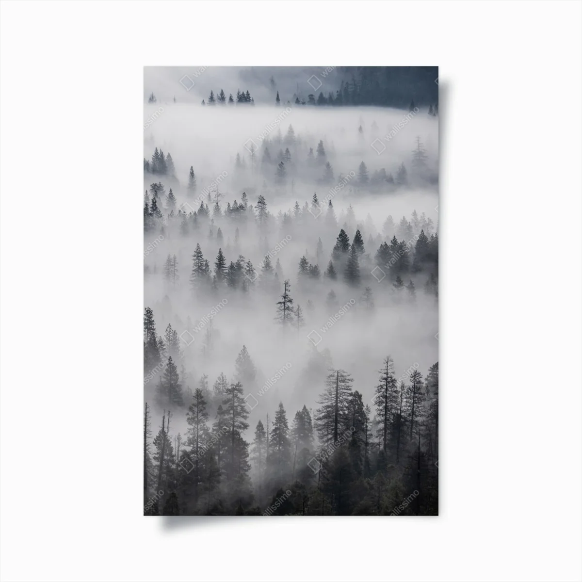 Poster mist-shrouded pine forest ⁕ Wallissimo® Poster mist-shrouded pine forest ⁕ Wallissimo®