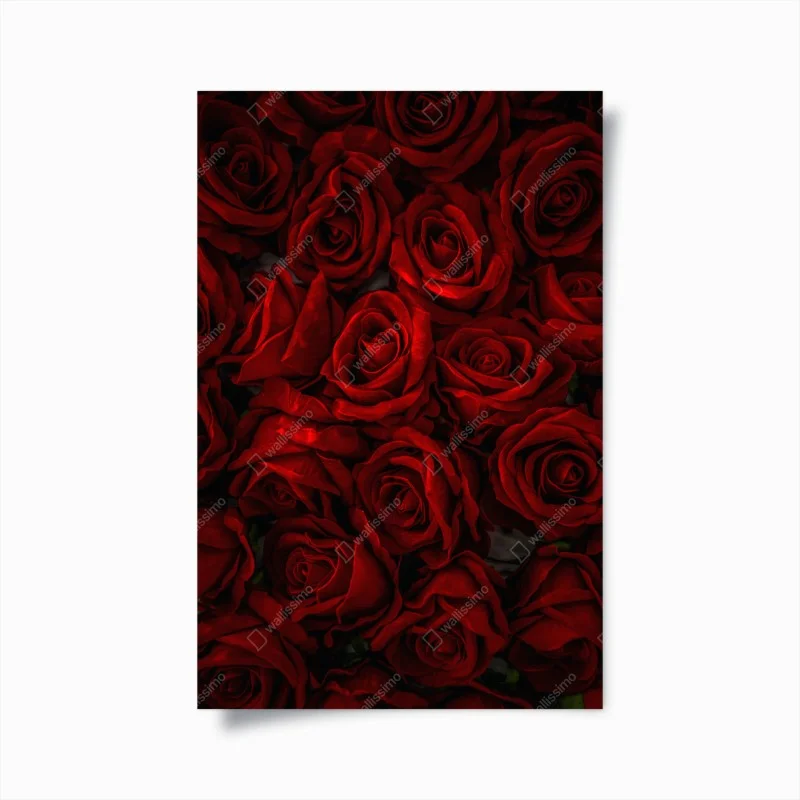 Poster lush red roses close-up