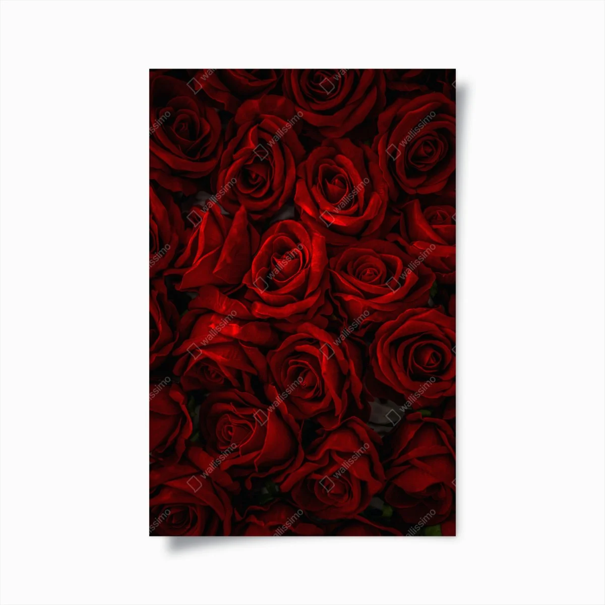 Poster lush red roses close-up ⁕ Wallissimo® Poster lush red roses close-up ⁕ Wallissimo®