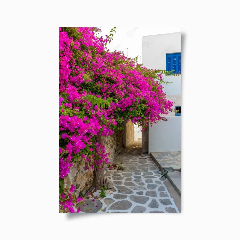 Poster blooming bougainvillea in Naousa alley