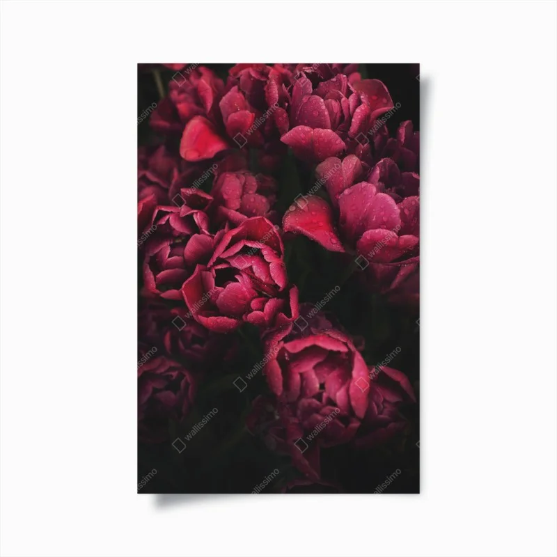 Poster deep crimson blooms with raindrops