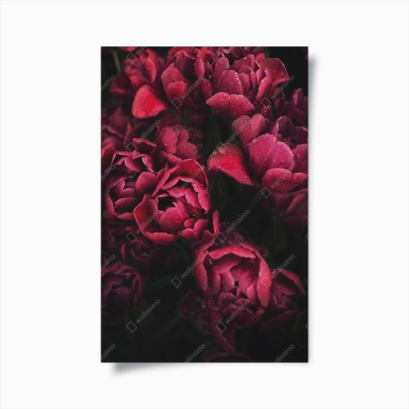 Poster deep crimson blooms with raindrops • Wallissimo®
