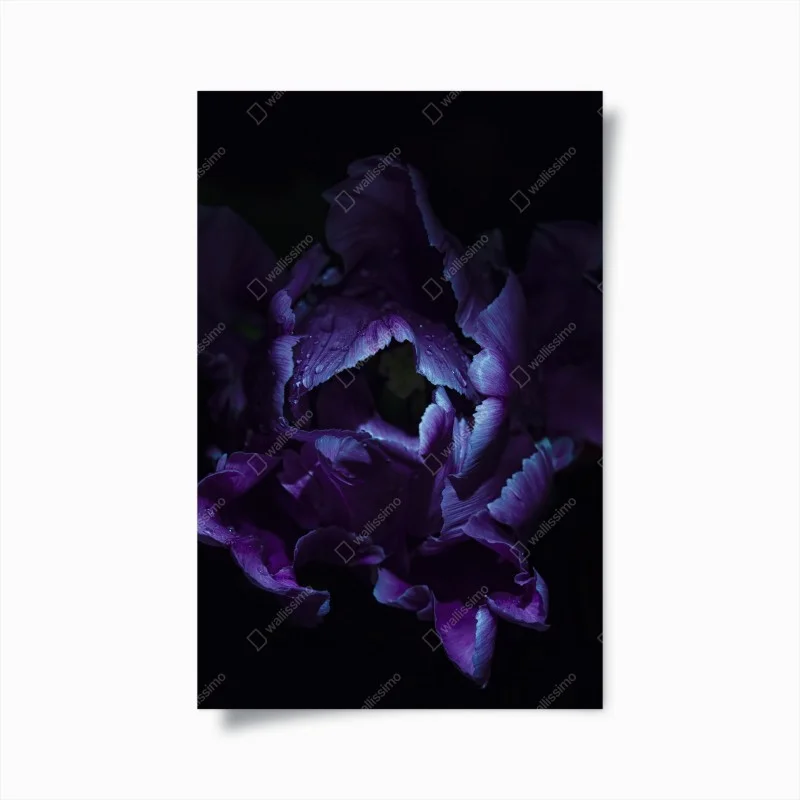 Poster purple tulip in ultraviolet glow
