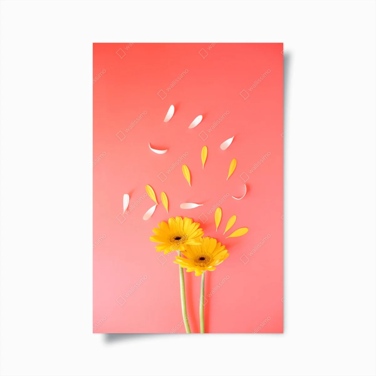 Poster sunny yellow gerbera on coral background ⁕ Wallissimo® Poster sunny yellow gerbera on coral background ⁕ Wallissimo®