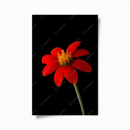Poster vivid mexican sunflower on black background • Wallissimo®