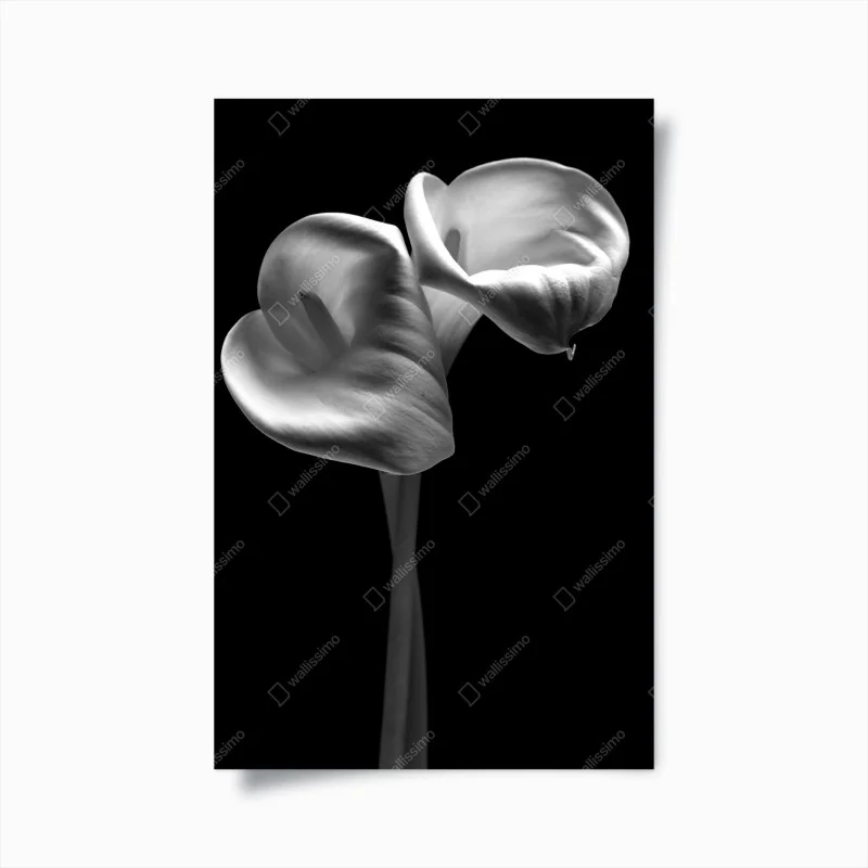 Poster elegant calla lilies in monochrome