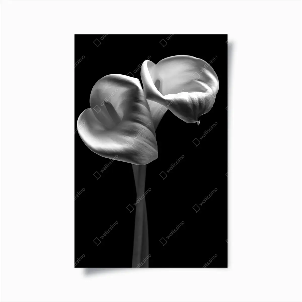 Poster elegant calla lilies in monochrome • Wallissimo® Poster elegant calla lilies in monochrome • Wallissimo®