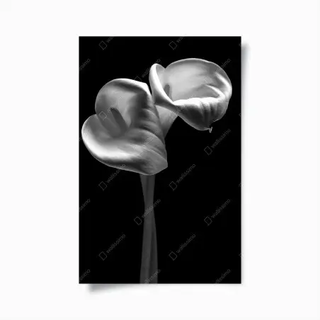 Poster elegant calla lilies in monochrome • Wallissimo®