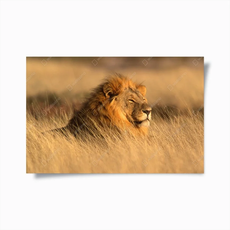 Poster majestic male lion in tall grass