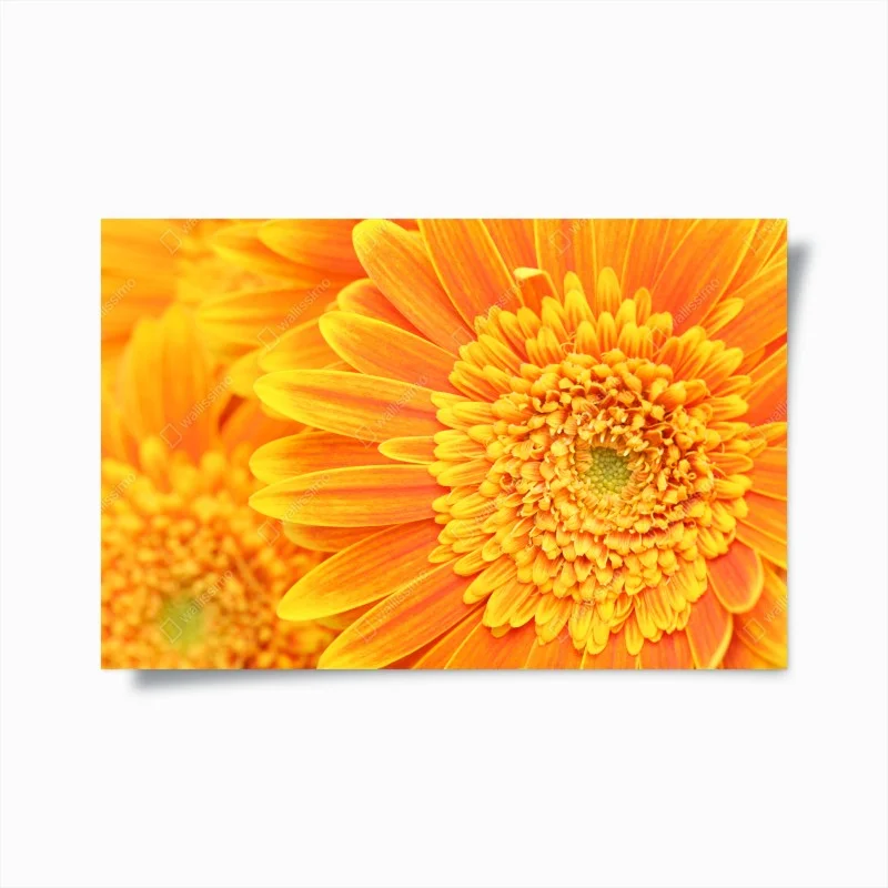 Poster vibrant orange gerbera close-up