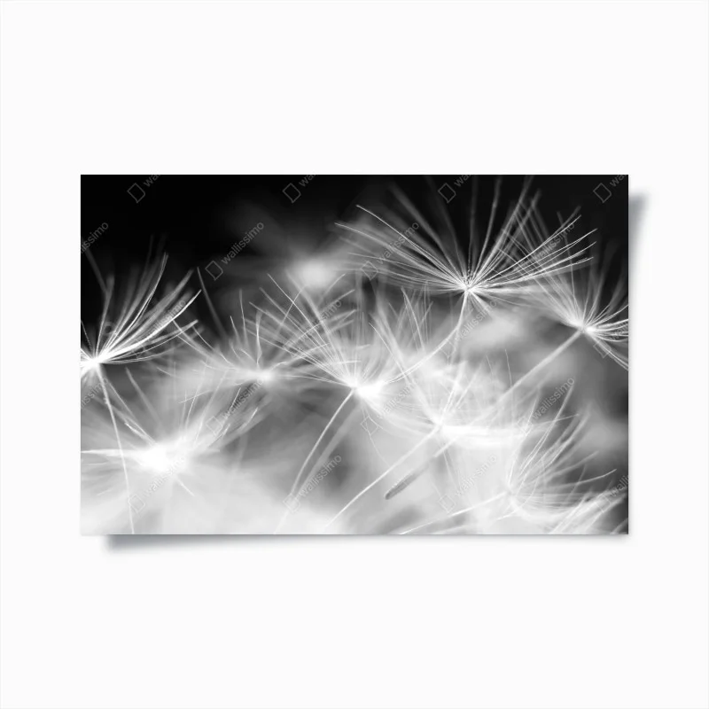 Poster delicate dandelion seeds in monochrome