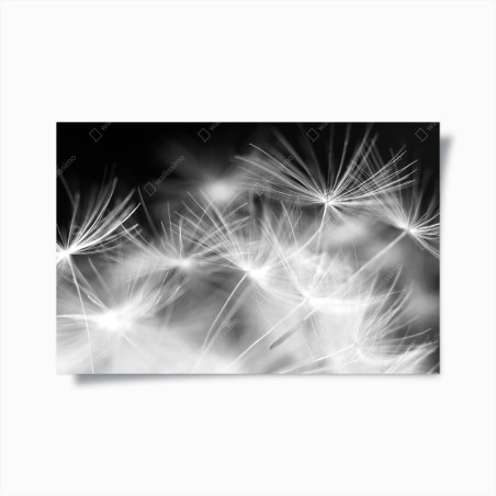 Poster delicate dandelion seeds in monochrome • Wallissimo®
