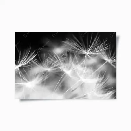 Poster delicate dandelion seeds in monochrome • Wallissimo®