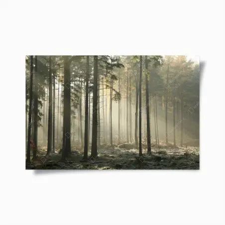 Poster misty morning forest with sun rays • Wallissimo®