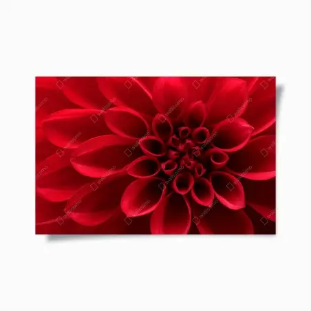 Poster red dahlia close-up • Wallissimo®