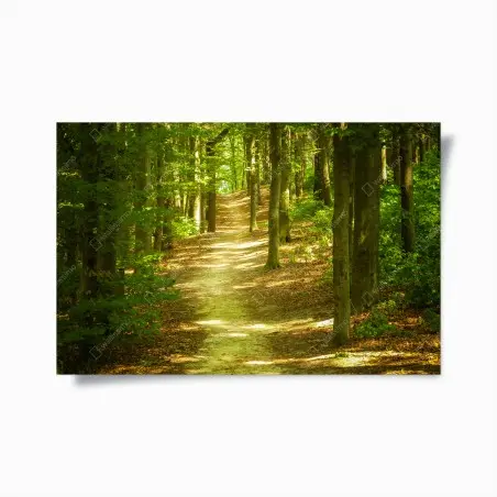 Poster sunlit forest trail • Wallissimo®