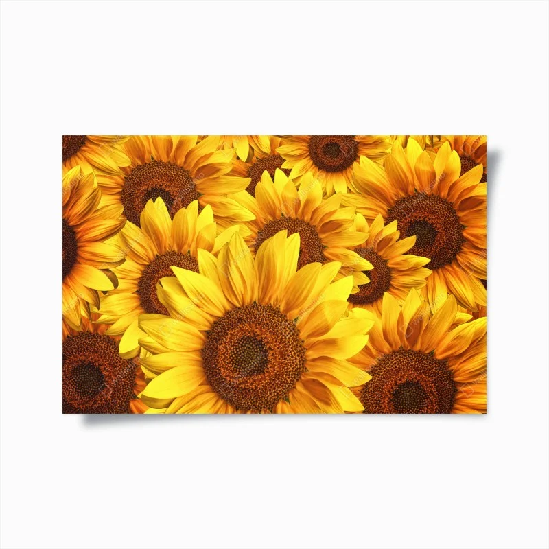 Poster golden sunflower bloom