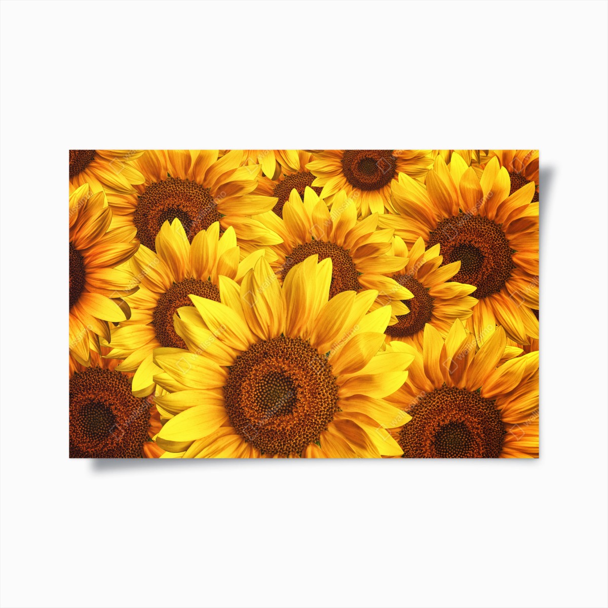 Poster golden sunflower bloom • Wallissimo® Poster golden sunflower bloom • Wallissimo®