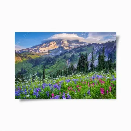 Poster alpine wildflower meadow beneath snow-capped mountain • Wallissimo®