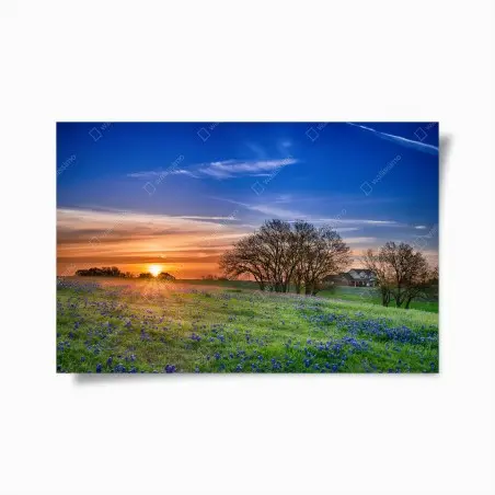 Poster Texas bluebonnet sunrise meadow • Wallissimo®