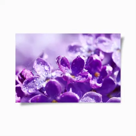 Poster purple lilac blossom with dewdrops • Wallissimo®