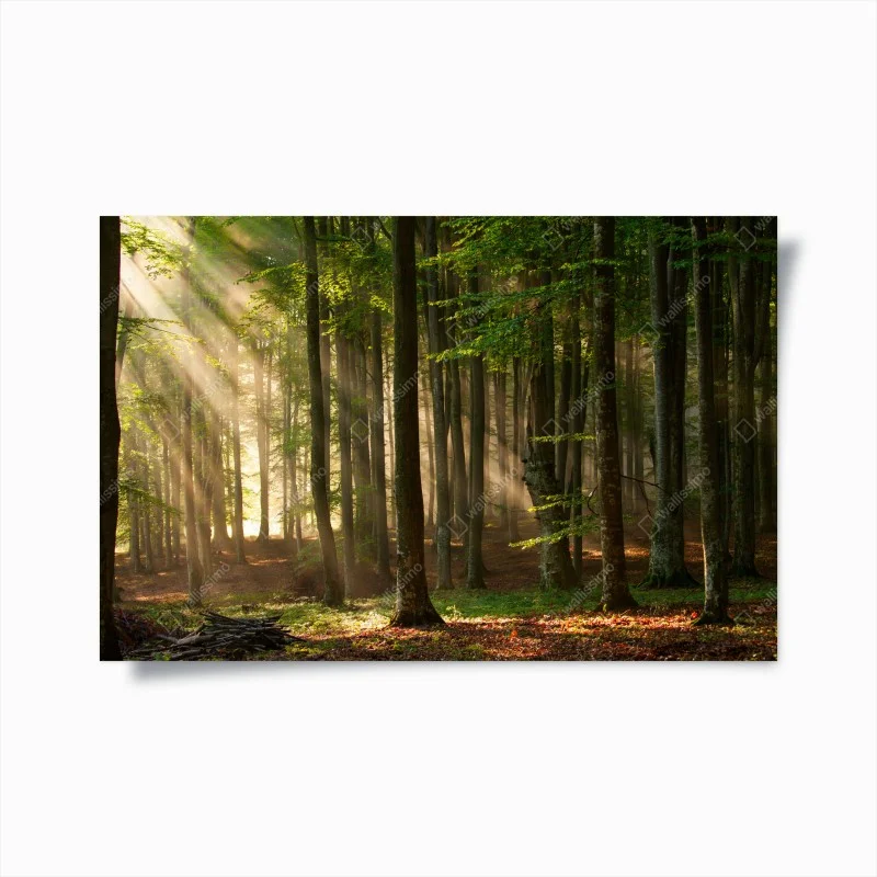 Poster morning light in a beech forest