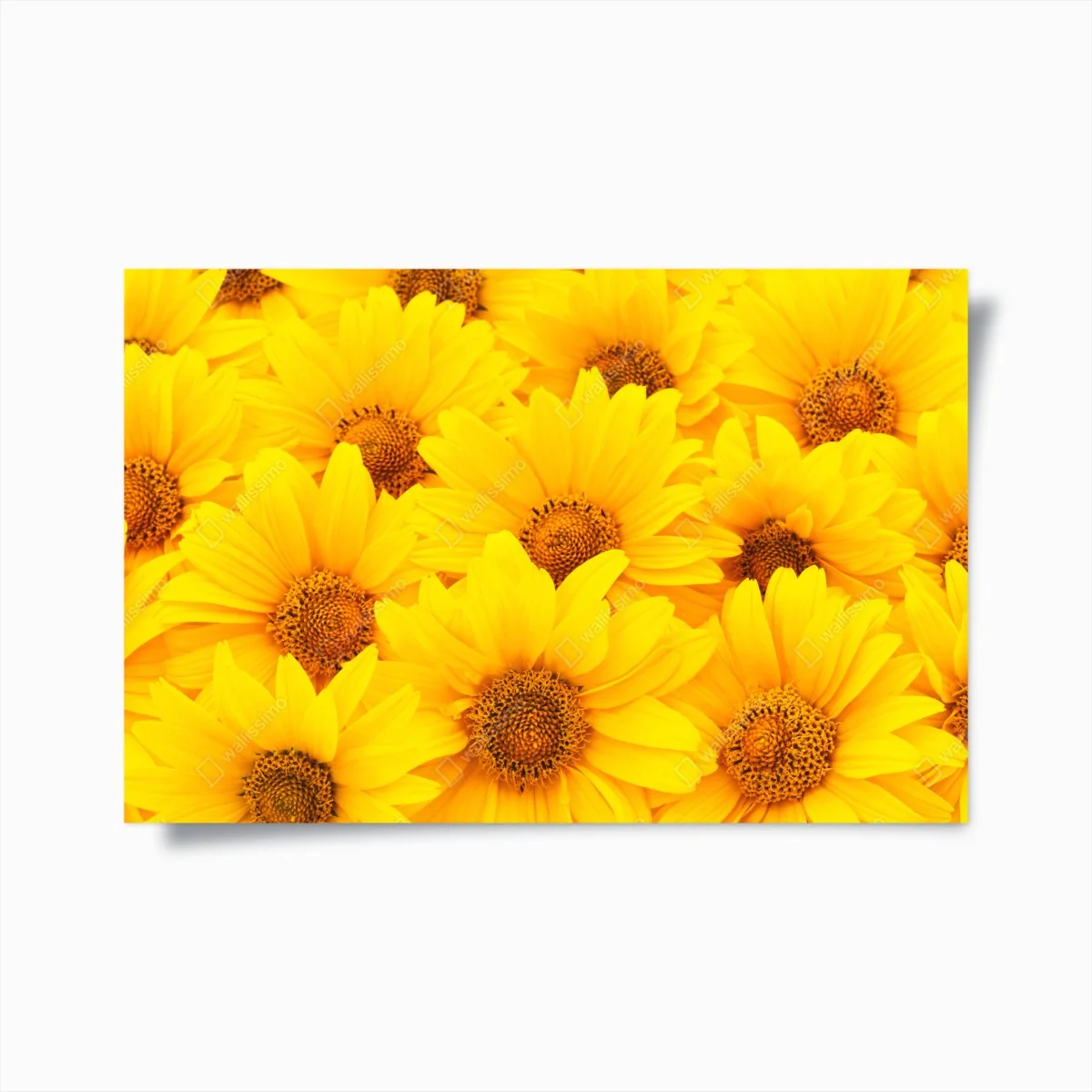 Poster vibrant yellow sunflower close-up • Wallissimo® Poster vibrant yellow sunflower close-up • Wallissimo®