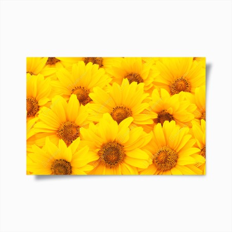 Poster vibrant yellow sunflower close-up • Wallissimo®