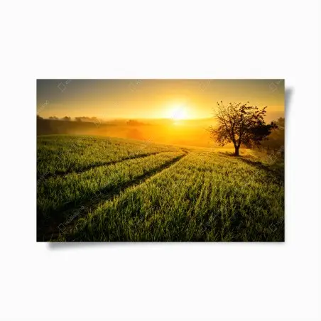 Poster sunlit meadow at sunrise • Wallissimo®