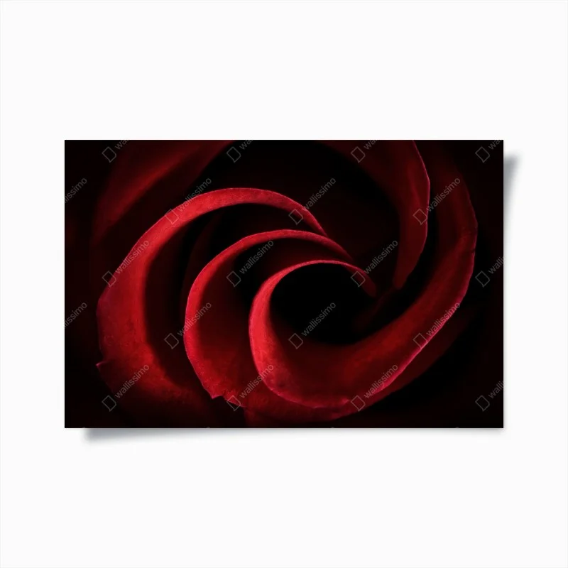 Poster deep red rose petal spiral