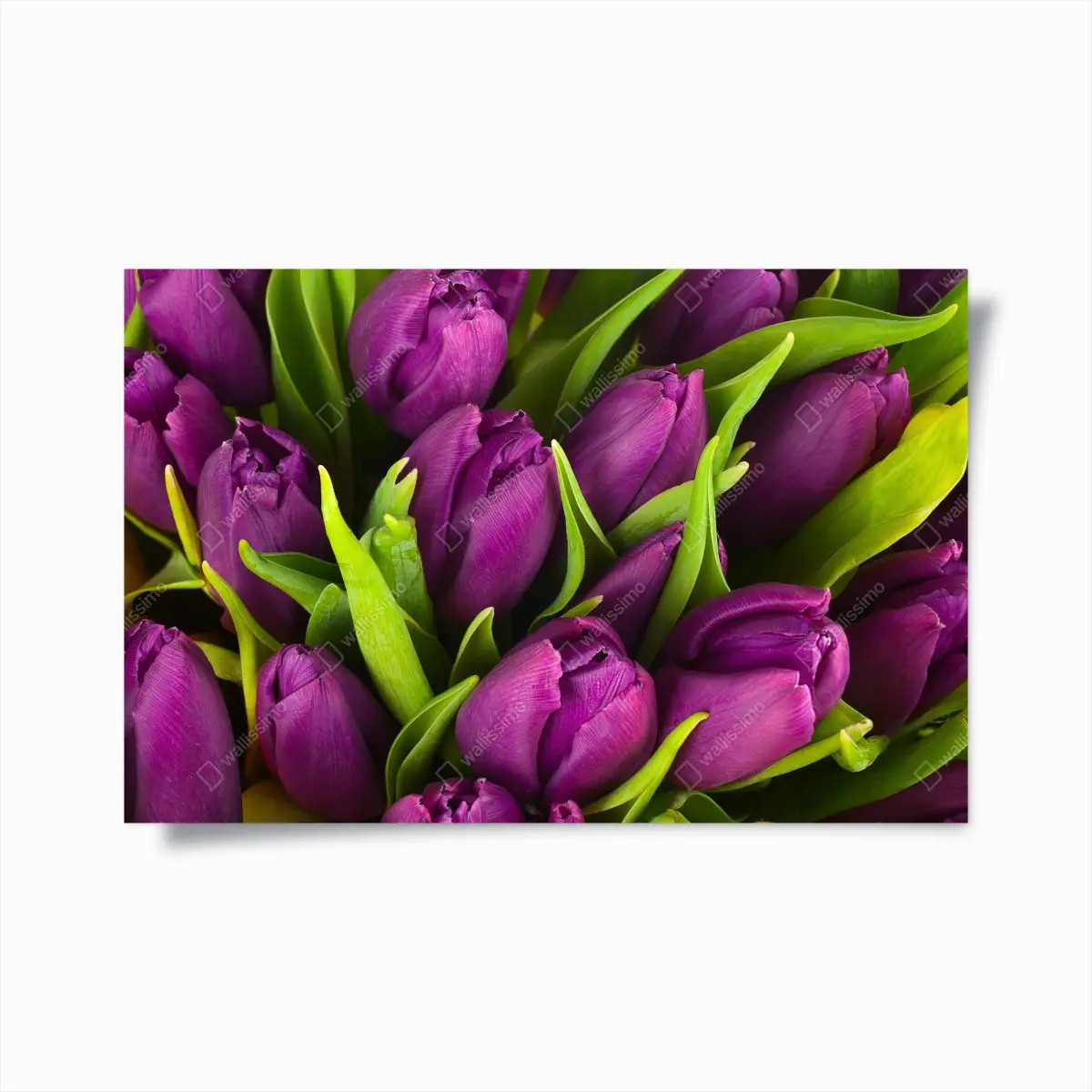 Poster purple tulip bouquet close-up • Wallissimo®