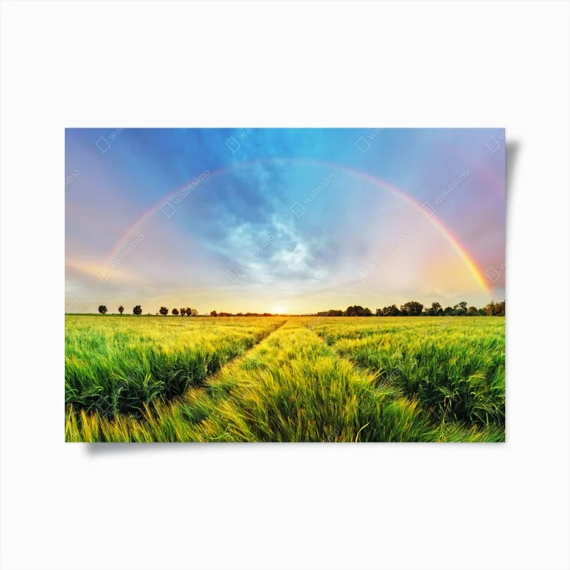 Poster rainbow over golden wheat field at sunset