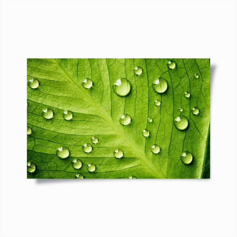 Poster fresh green leaf with water droplets
