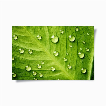Poster fresh green leaf with water droplets • Wallissimo®
