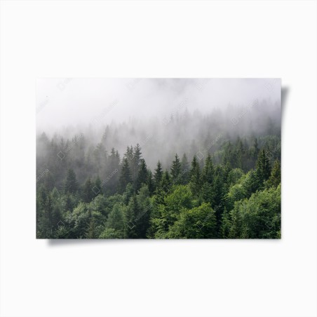 Poster misty evergreen forest panorama • Wallissimo®