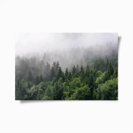 Poster misty evergreen forest panorama • Wallissimo®