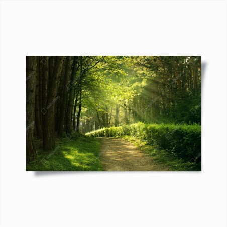 Poster sunlit forest path in green summer • Wallissimo®
