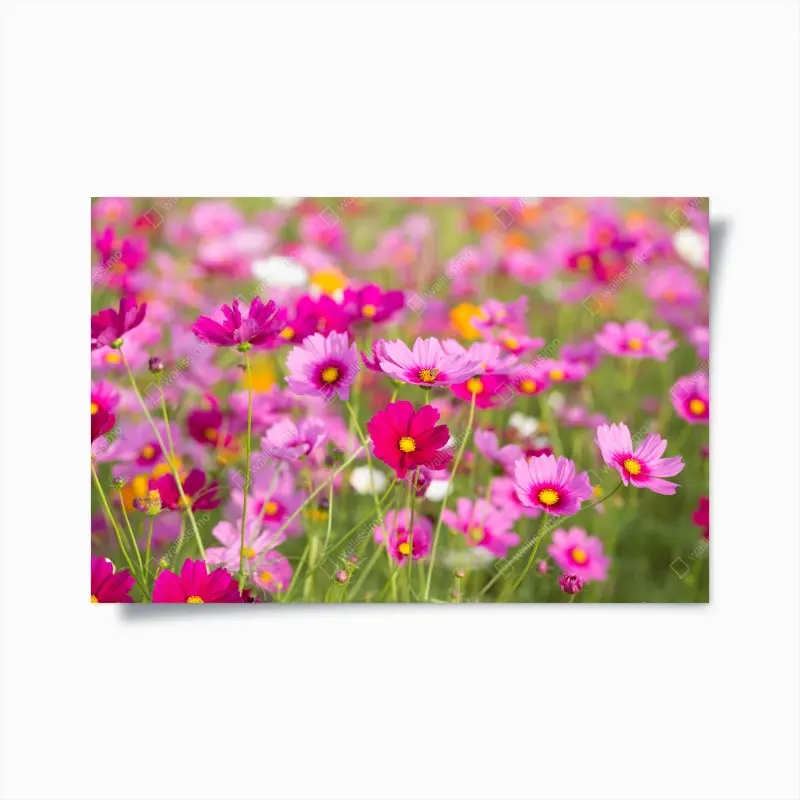 Poster pink cosmos meadow in bloom