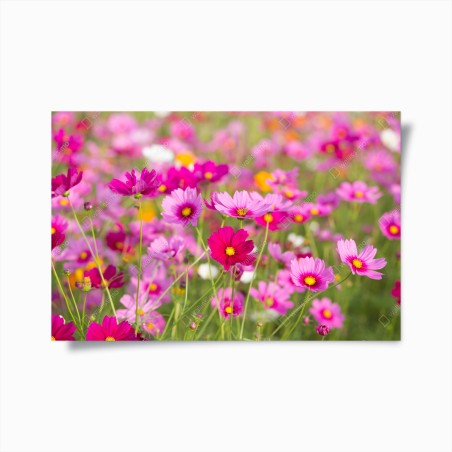 Poster pink cosmos meadow in bloom • Wallissimo®